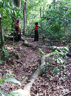 Imagen ilustrativa del artículo Bosques sagrados de kayas de los Mijikenda