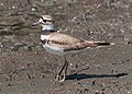 * Nomination Killdeer on Sherwood Island --Rhododendrites 14:16, 28 June 2021 (UTC) * Promotion  Support Good quality. --Carsten Steger 15:11, 28 June 2021 (UTC)