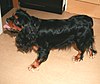 Reĝo Charles Spaniel Mike 3.jpg