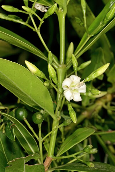 File:Kraussia floribunda 1DS-II 4-2998.jpg