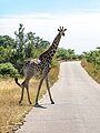 * Nomination Giraffe, Kruger National Park, Mpumalanga, South Africa --XRay 03:49, 26 April 2024 (UTC) * Promotion  Support Good quality. --Plozessor 03:58, 26 April 2024 (UTC)