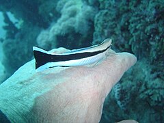 Labroides dimidiatus (Poisson nettoyeur) s'affairant à nettoyer une petite blessure de son photographe...