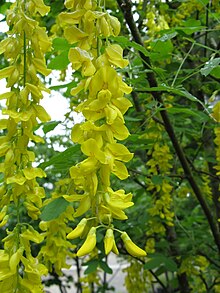 Laburnum anagyroides3.jpg