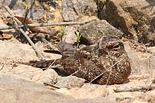 Incubating eggs, Rio Sao Manuel, South Amazon, Brazil Ladder-tailed nightjar (Hydropsalis climacocerca) incubating eggs.JPG