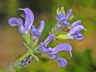 <i>Salvia virgata</i> Species of flowering plant