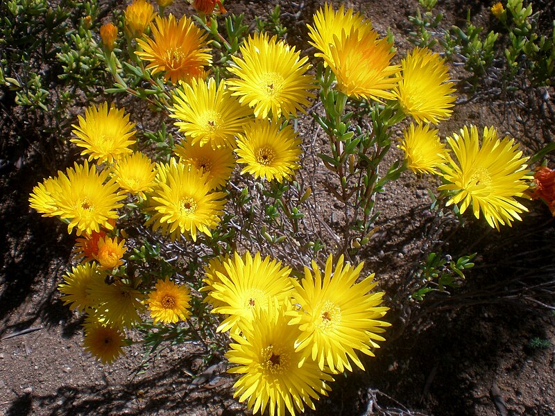 File:Lampranthus aureus 2c.JPG