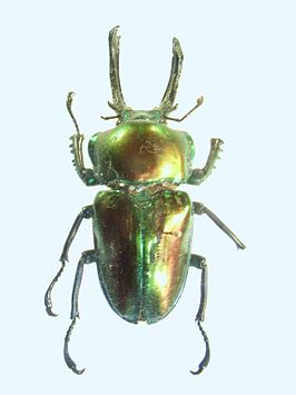 Lamprima aurata