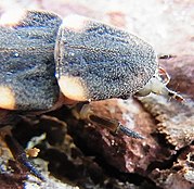 Lampyris noctiluca larva head.jpg