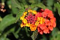 Lantana camara Cinco negritos Bandera española