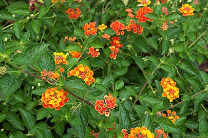 Lantana camara 'Radiation'