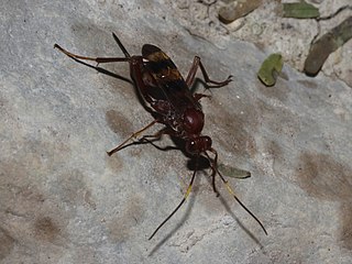 <i>Lanugo</i> (wasp) Genus of wasps