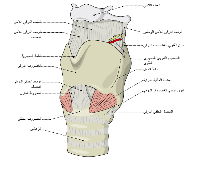 File:Larynx external-ar.svg