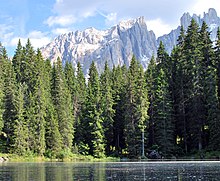 Group of spruce and pine trees in Latemar forest Latemarspitze Karersee.JPG