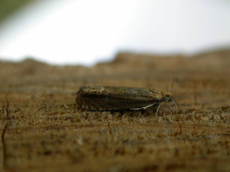 File:Lathronympha strigana (2941548024).jpg