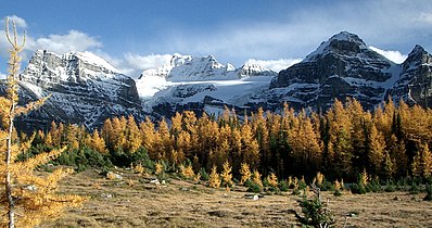 Needles of larches in Alberta turn yellow in autumn.