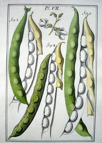 File:LeBerryais Haricots planche 07.jpg