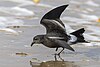 Leach's Storm-petrel Saint-Jean-de-Monts 02.jpg