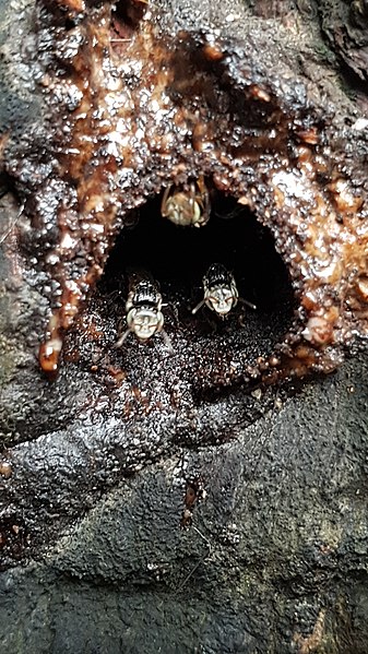 File:Lebah Kelulut Medan Sumatera Utara Indonesia.jpg