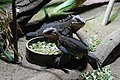 English: Lesser Antillean iguana (Iguana delicatissima) in Prague Zoo Čeština: Leguán chutný (Iguana delicatissima) v Zoo Praha