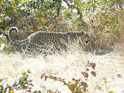 Panthera Pardus