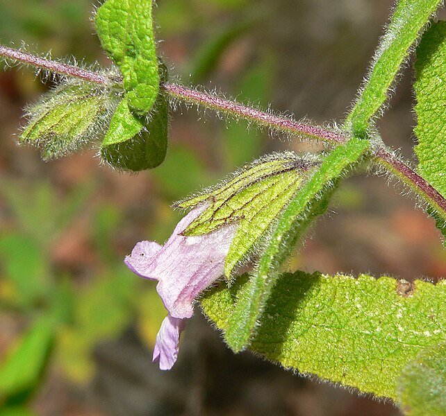 File:Lepechinia fragrans 3.jpg