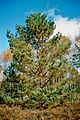 Lieberoser Heide Pinus sylvestris 2.jpg