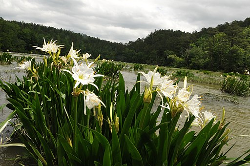 Lilies at Cahaba River National Wildlife Refuge (5687567290)