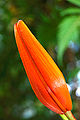 unknown lilum hybrid - City Park, Launceston Tasmania