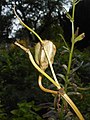 Lilium monadelphum