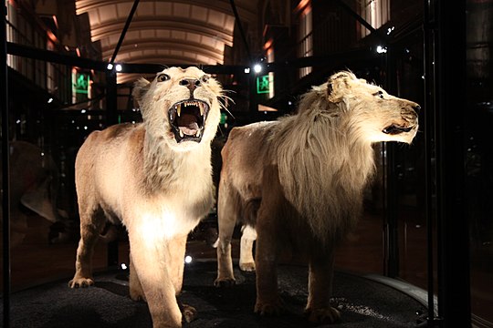 Stuffed Barbary and Cape lions in the Muséum National d'Histoire Naturelle