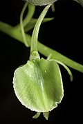 Liparis halconensis