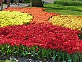 Lisse, parc floral néerlandais de Keukenhof (22)