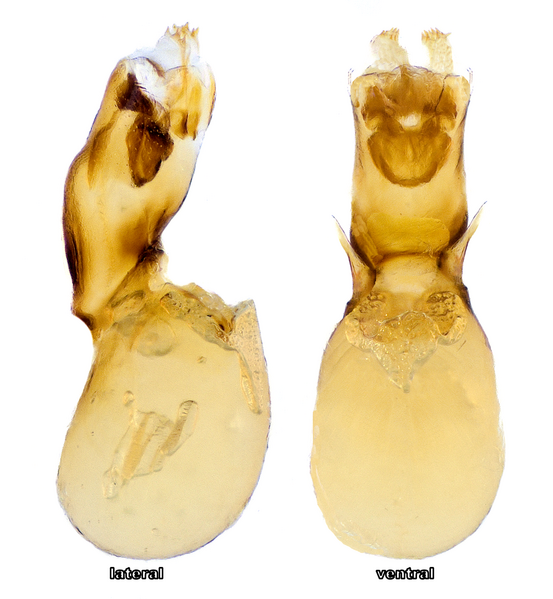 File:Lithocharis nigriceps Kraatz, 1859 Genital (37756751702).png