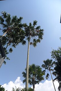 <i>Saribus rotundifolius</i> Species of palm