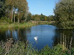 Lollycocks Pond (geograph 2172282) jpg