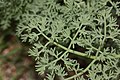 Lomatium grayi