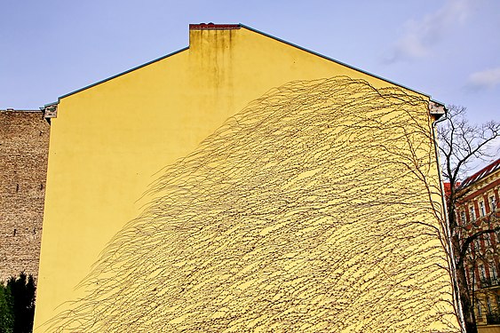 Lone tree growing across a housewall in Berlin-Wilmersdorf