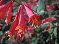 Lonicera sempervirens close up bloom.JPG