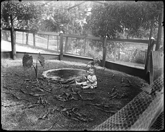 Los Angeles Alligator Farm (ca. 1907) 03.jpg
