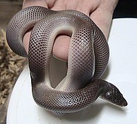 Le Python fouisseur du Mexique (Loxocemus bicolor) a un mode de vie fouisseur et un corps cylindrique[17].