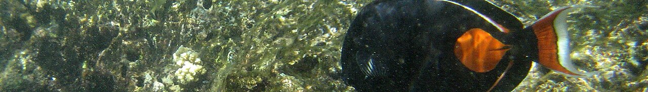 Lumpytrout page banner wikivoyage tropical fish underwater