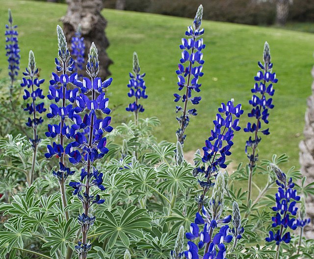 vue rapproché d'un massif de lupin poilu (Lupinus-pilosus montrant les feuilles au limbe palmé et les inflorescences bleues et blanches dressées.