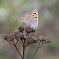 * Nomination Lycaena phlaeas --Loz 14:51, 19 September 2008 (UTC) * Decline Angle is not the best, wings are out of focus -- Alvesgaspar 22:14, 19 September 2008 (UTC)