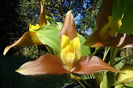 Lycaste lasioglossa