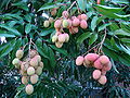 Ripening fruit on tree