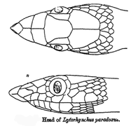 Lytorhynchus paradoxus Lytorhynchus