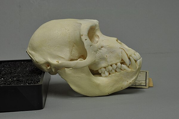 Skull photographed at the Museum Wiesbaden in Wiesbaden, Germany