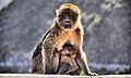 * Nomination An barbary macaque near to Cap Carbon (Béjaïa Algeria)--Vikoula5 07:53, 7 August 2015 (UTC) * Decline  Oppose Insufficient quality. Bad format (should be portrait.) Posterized. Unsharp. Sorry. Not QI. --XRay 08:10, 7 August 2015 (UTC)