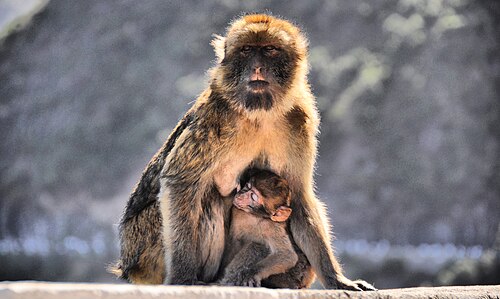 Macaca sylvanus in Algeria