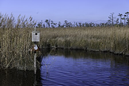 Mackay Island Wildlife Refuge